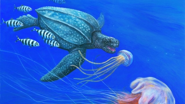 prey of sea turtles